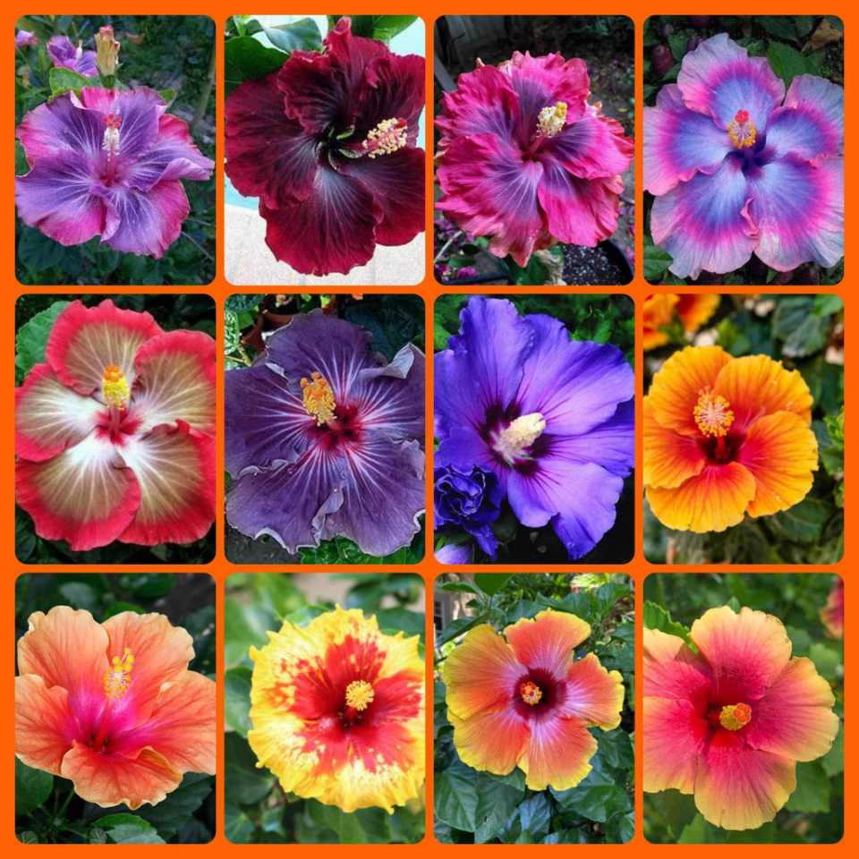 Hybrid hibiscus flower seeds / joba flower seeds multicolor 10 pis + gift