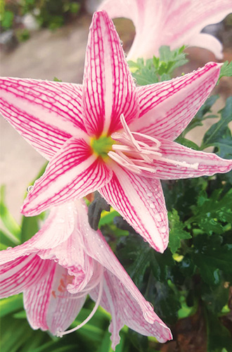 Advanced inspiring - Premium Quality - Lily Flower Bulb (2 Piece), Stripe Barbados Lily - Vintage Choice - Expression of Yourself. 