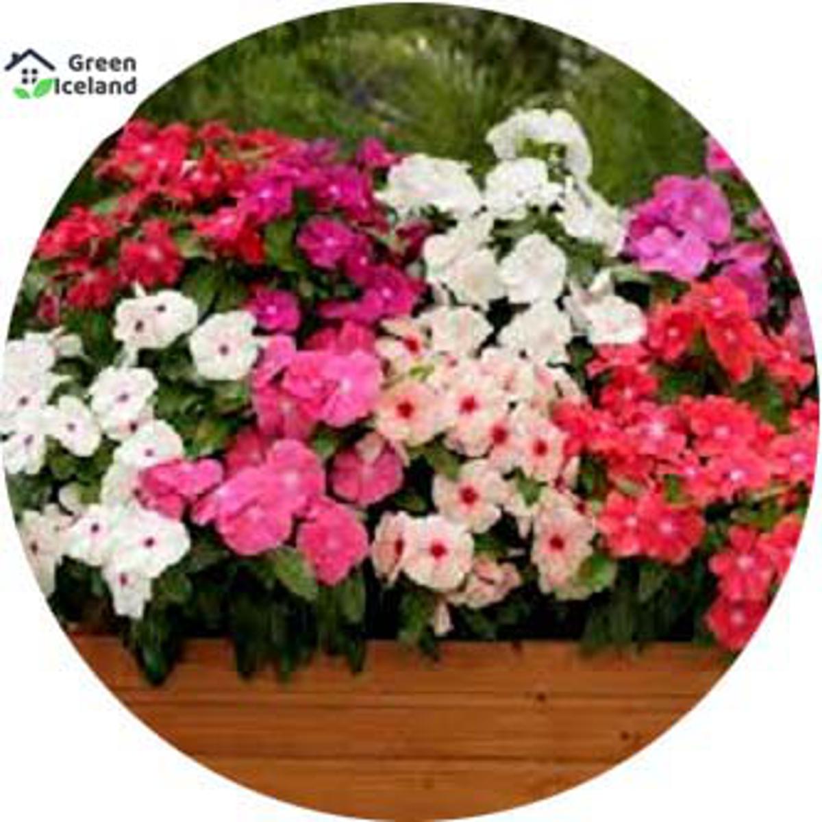 Global Vinca/Noyontara Flower Seeds(নয়নতারা ফুল বীজ) - 20 Pcs Seeds