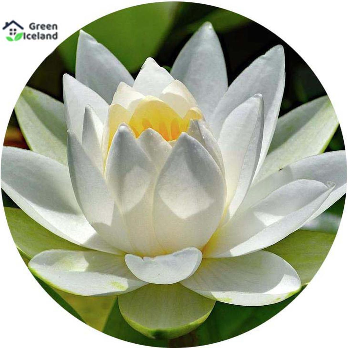 White Lotus Flower Delivery Best Flower Site