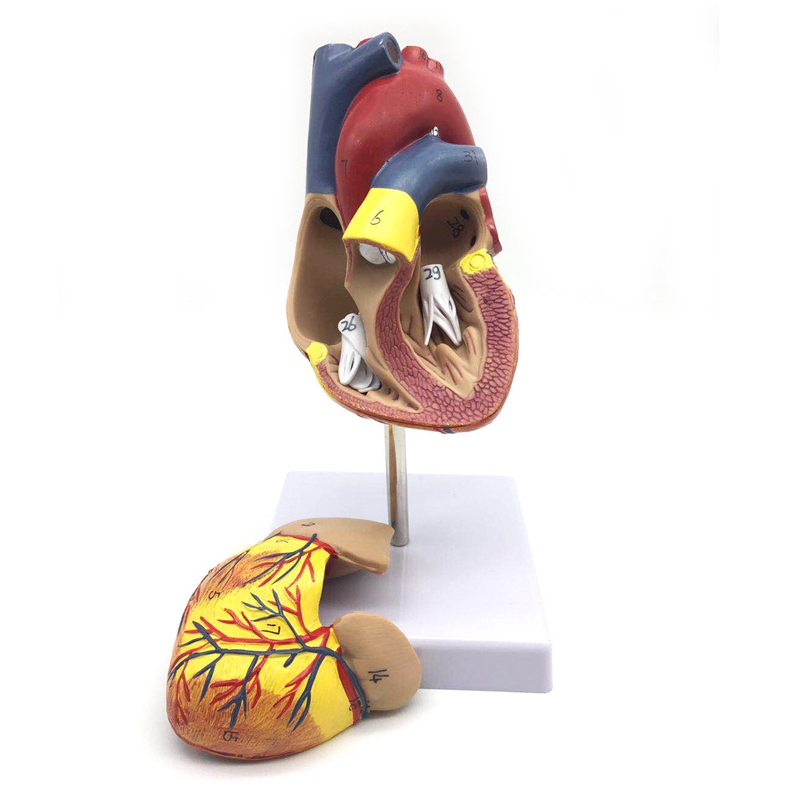 1: 1 Human Heart Model, Anatomically Accurate Heart Model Life Size Human Skeleton Anatomy For Science Classroom Study Display Teaching Medical Model. 