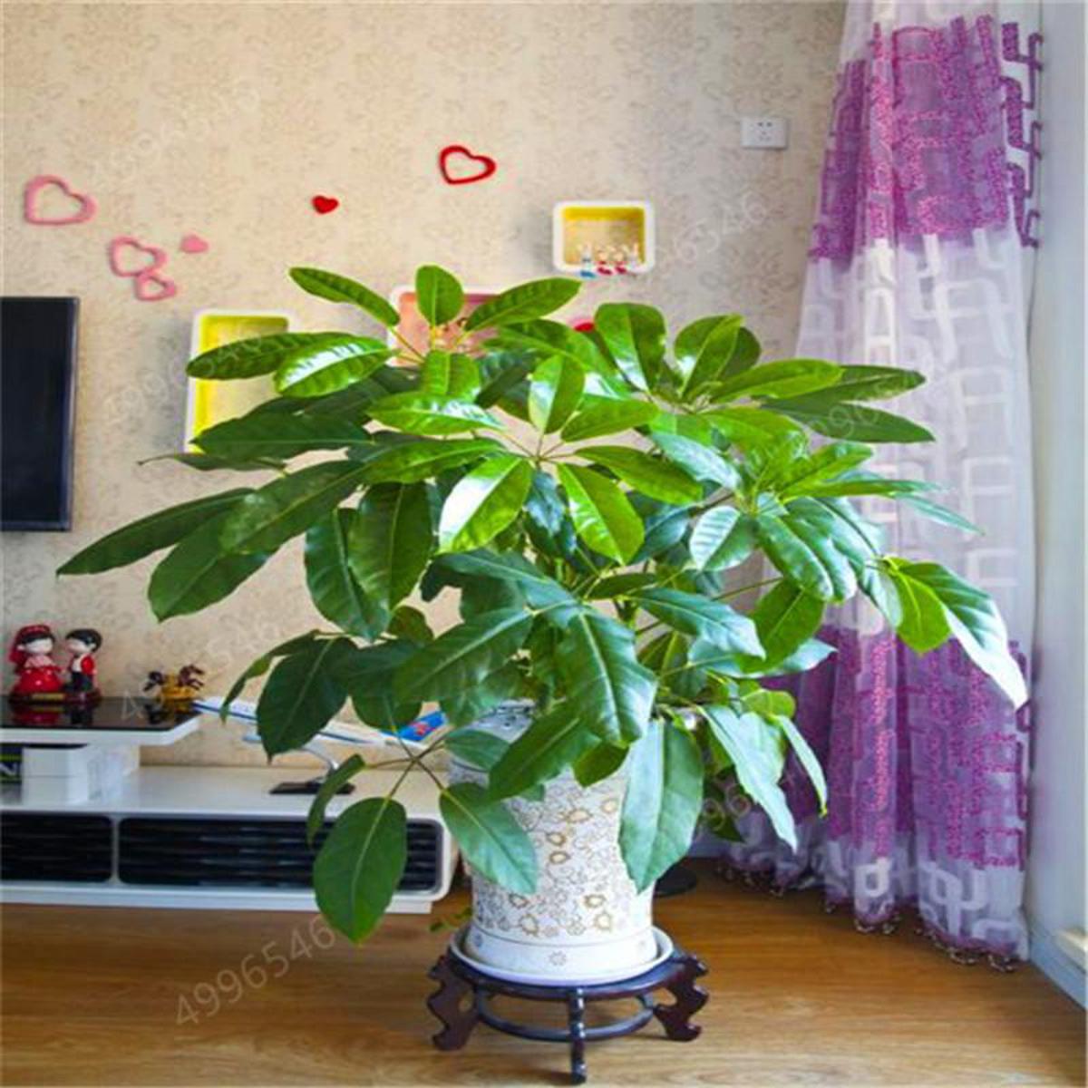 ctenanthe plant Calathea Triostar (Ctenanthe oppenheimiana) for Sale main image 1