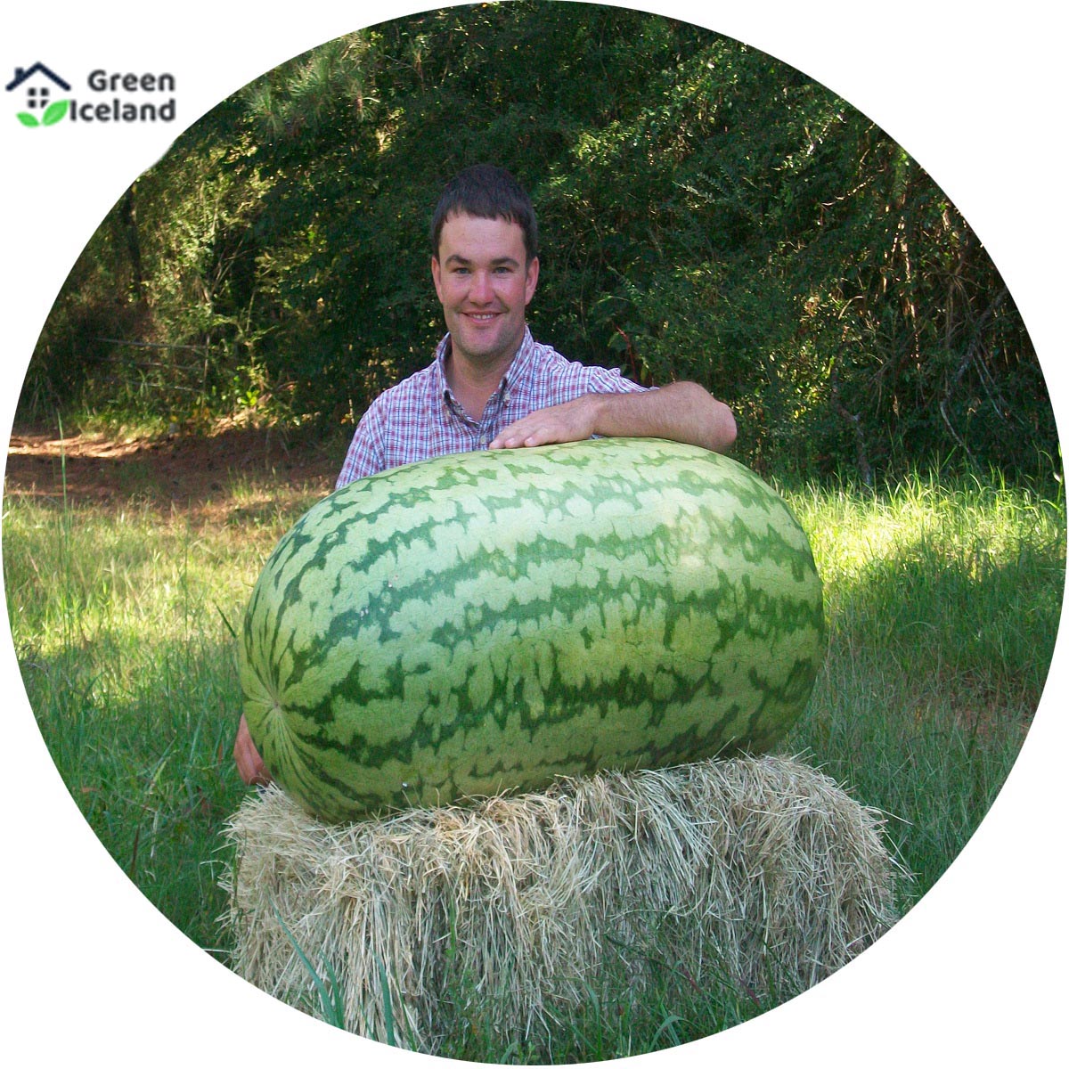 10 Pcs Global Lazy King Watermelon Seeds. 