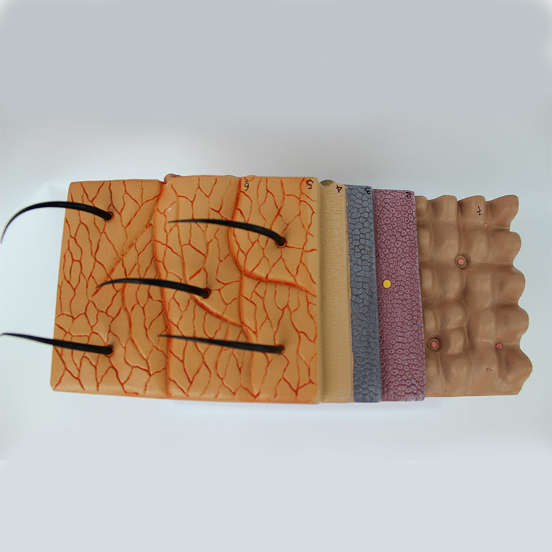 Skin Model, 35X Skin and Hair Structure Enlarge Model Anatomical Model Anatomy for Science Clroom Study Display Teaching Model. 