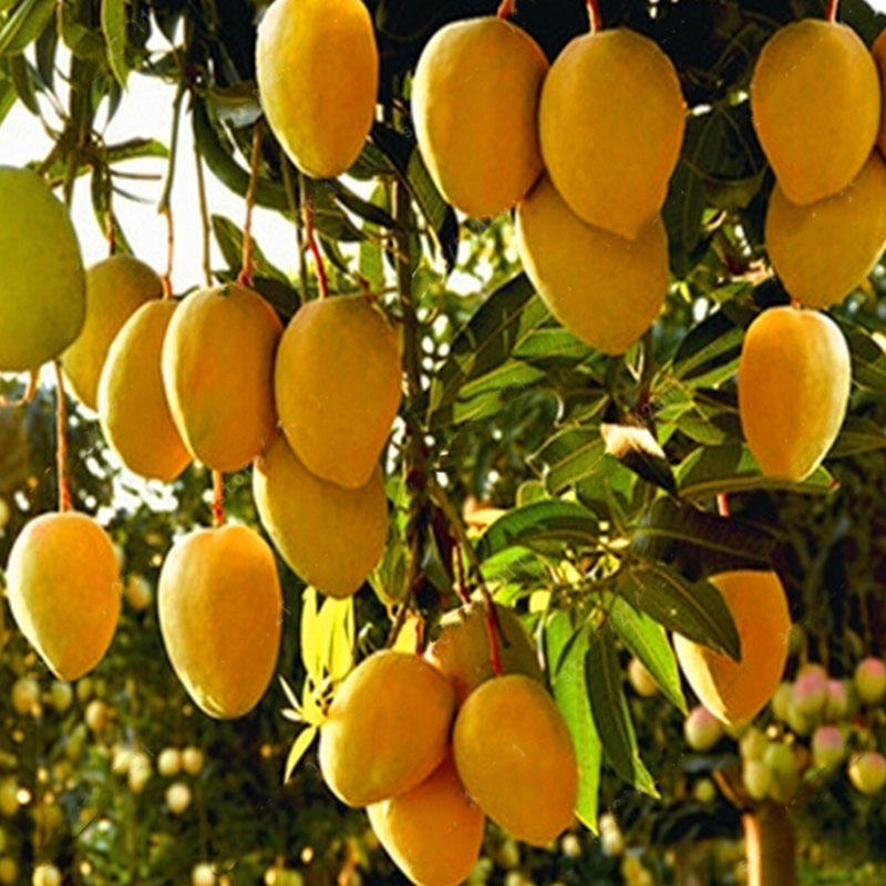 1pc Edible Mango Fruit Seeds Garden Courtyard Outdoor Plants Mango Tree Seed: Buy Online at Best Prices in Bangladesh | Daraz.com.bd