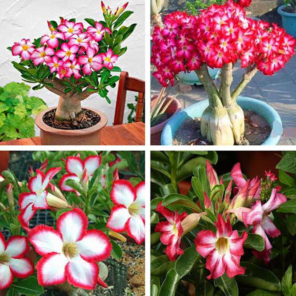 Adenium Seeds Single Petal 7 Pis (Color Fixed)