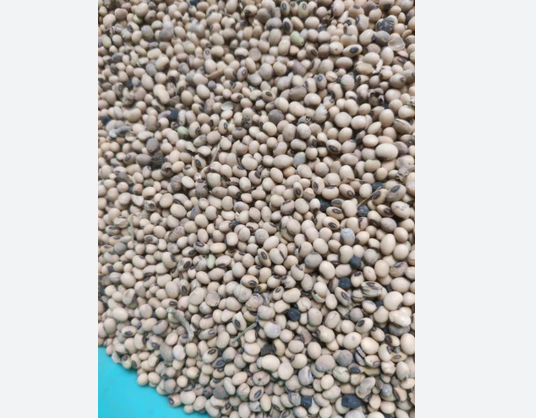 Soybean Seeds 1 Kg