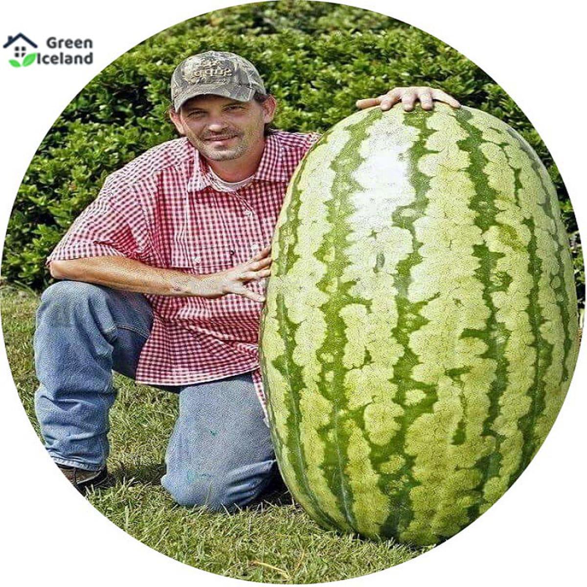 10 Pcs Global Lazy King Watermelon Seeds