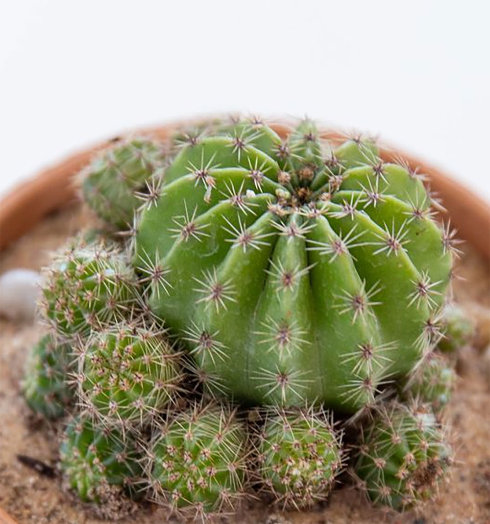 Lemon Ball Cactus With Tob