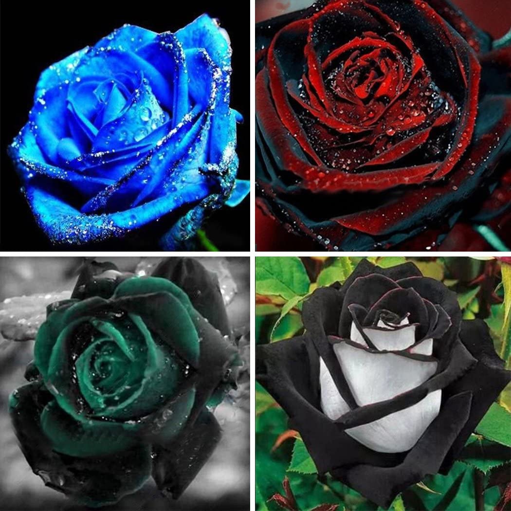 Rose Seeds Of Multicolor Colors - 20 peach seeds (Global Seeds). 