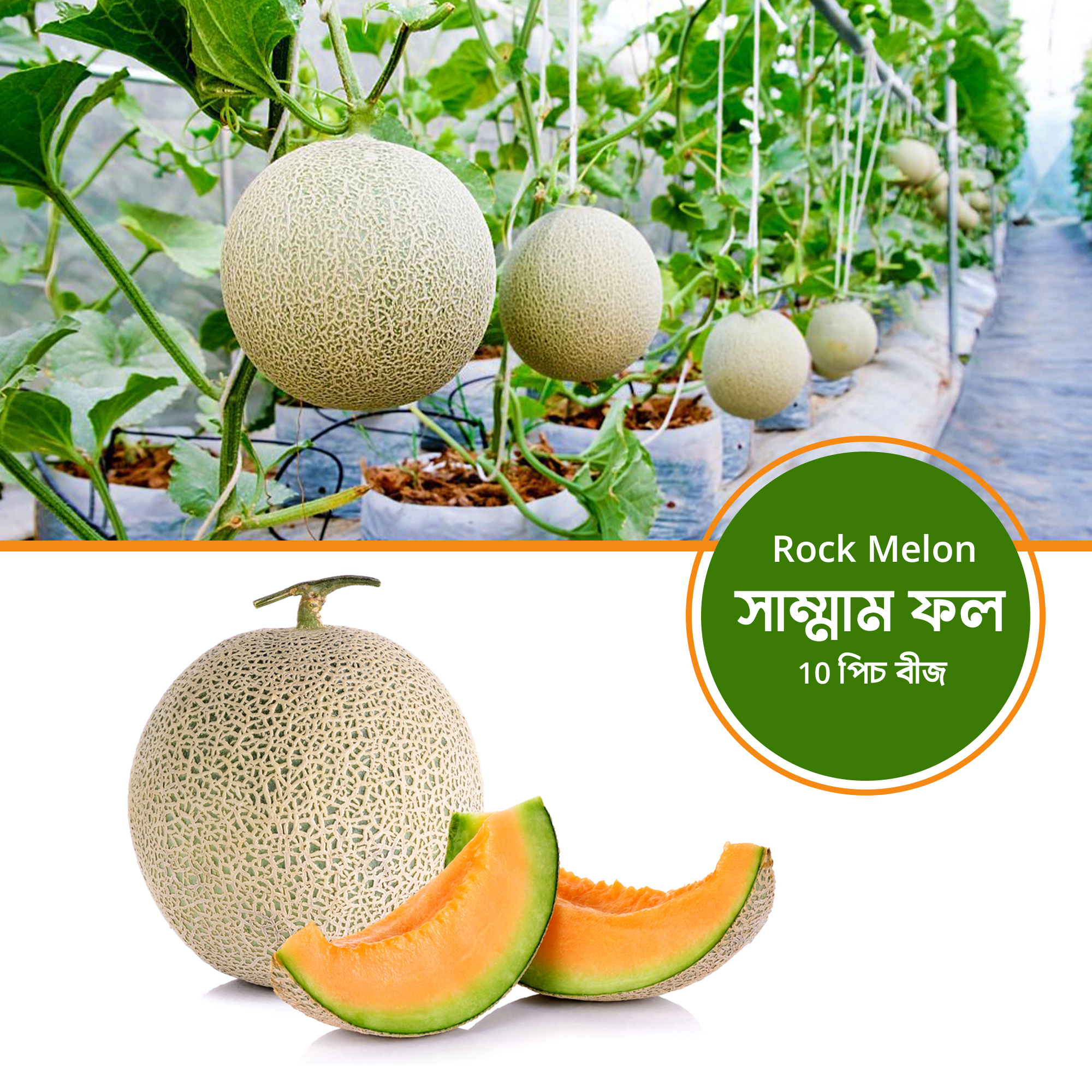 05 pcs Rock Melon (সাম্মাম ফল ) Seeds. / Rock Melon  seeds. 