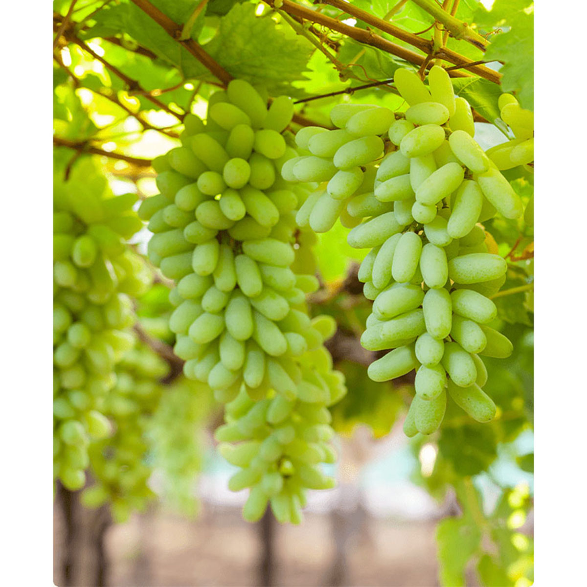 Super sonaka Grape SeedS -20 Pcs SeedS
