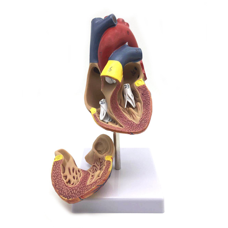 1: 1 Human Heart Model, Anatomically Accurate Heart Model Life Size Human Skeleton Anatomy For Science Classroom Study Display Teaching Medical Model. 