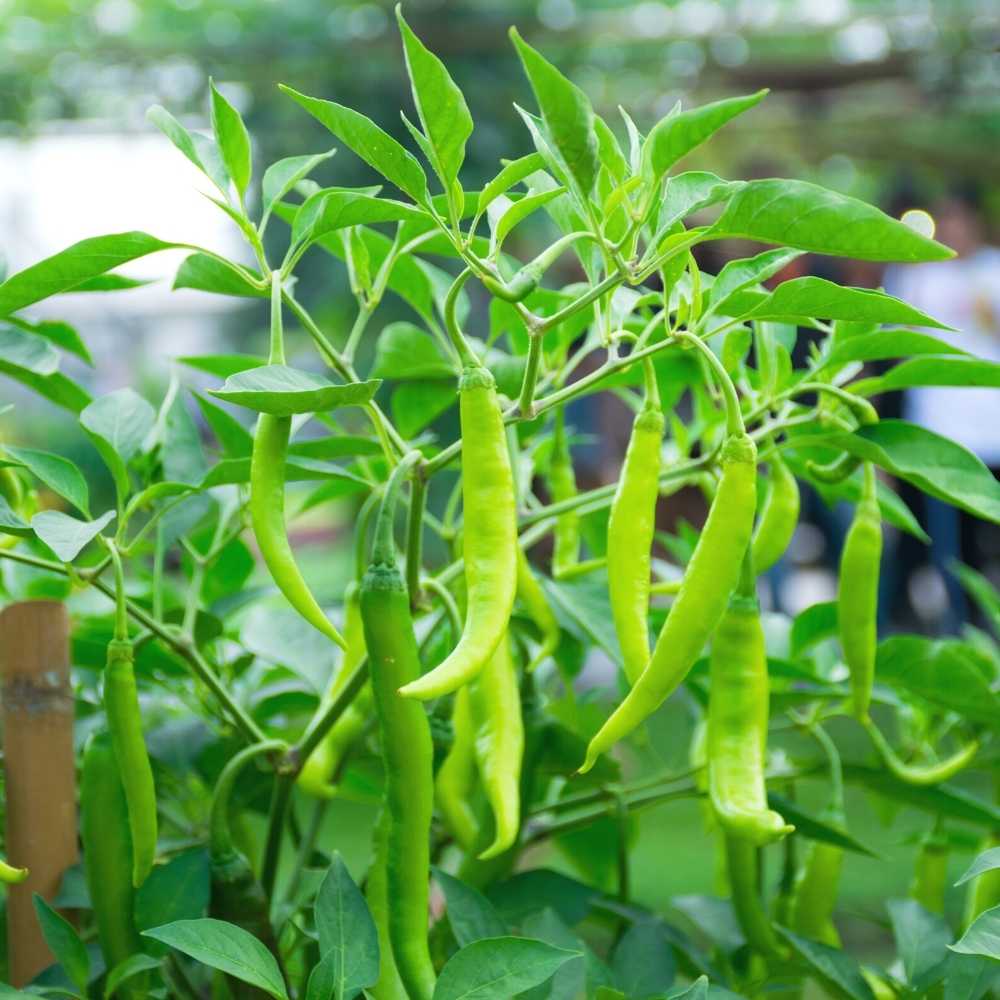 Hybrid morich super f1 Chilli 20 seeds. Bumper yield and sensational Original morich super f1, in just 45 days of all seasons. 