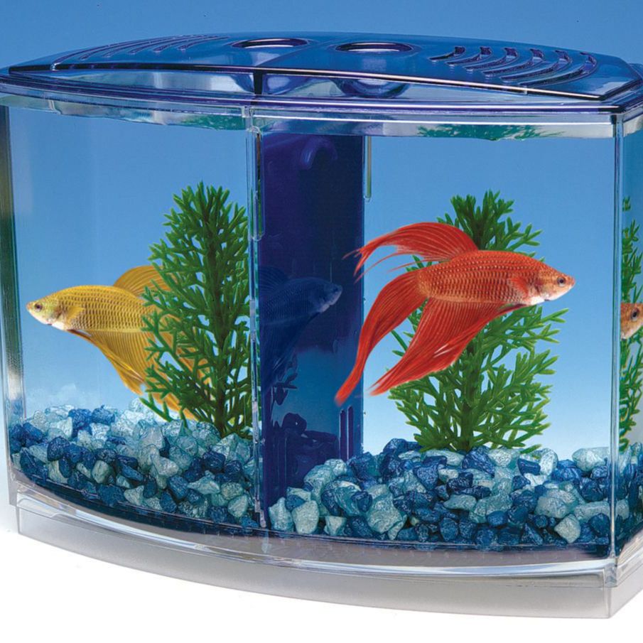 Fighting Fish Fish Tank Fish Price Betta Fish Cost Online