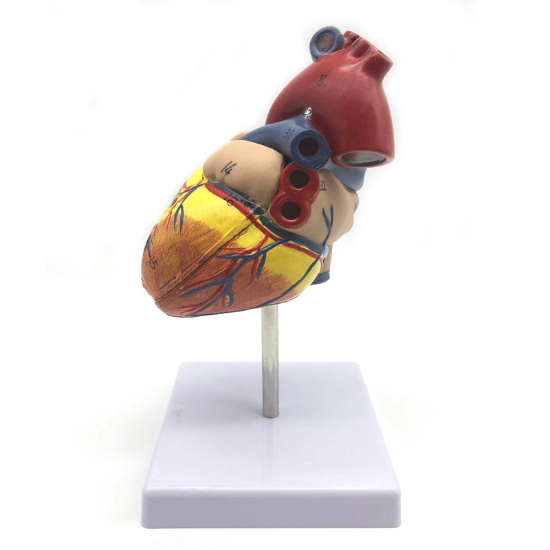 1: 1 Human Heart Model, Anatomically Accurate Heart Model Life Size Human Skeleton Anatomy For Science Classroom Study Display Teaching Medical Model. 