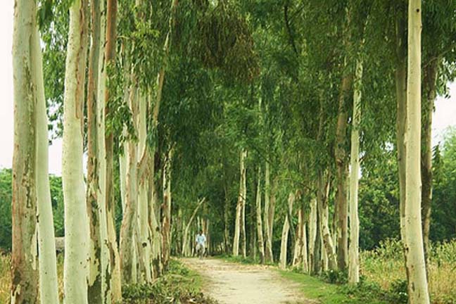 Akashmani Tree Seeds - 40 Pcs (আকাশমনি গাছের বীজ). 
