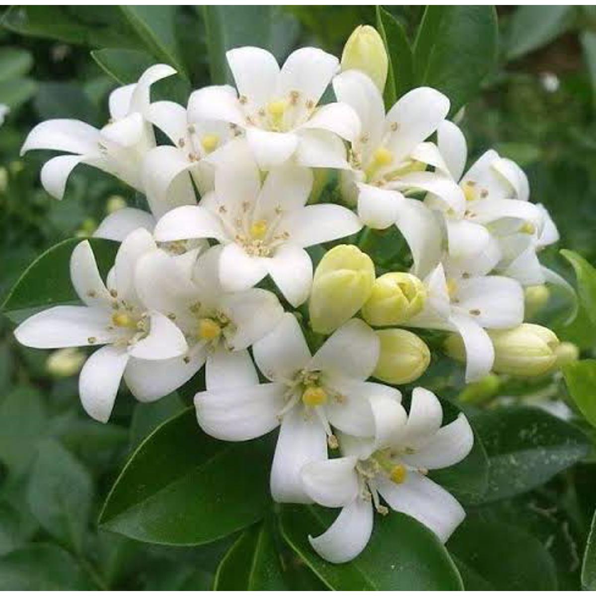 Exceotional Quality - Kamini flower seed 10 pieces. (Repack & include gift- 3 items.) - Innovative Design - Expression of Yourself