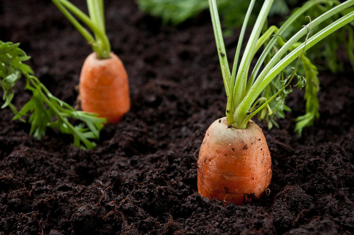 Progressive - Opulence at Its Best - Hybrid Carrot (Gazor) Seeds 1 intake packet (05 gram) - Tools, DIY & Outdoor - Must Have. 