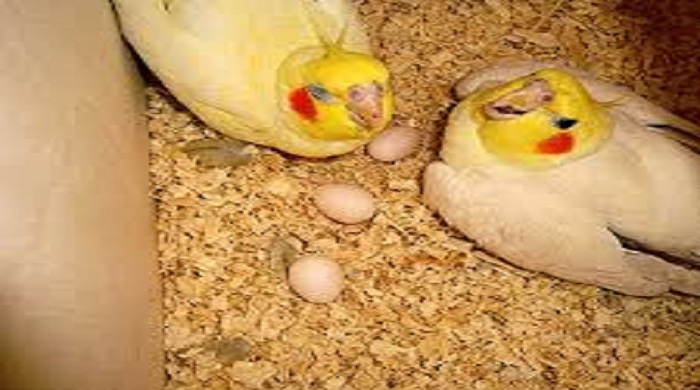 Cockatiel Bird Breeding Nest Box. 
