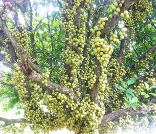 Latkan Tree Seeds -05 Pcs (লটকন গাছ এর বিজ). 