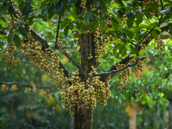 Latkan Tree Seeds -05 Pcs (লটকন গাছ এর বিজ). 