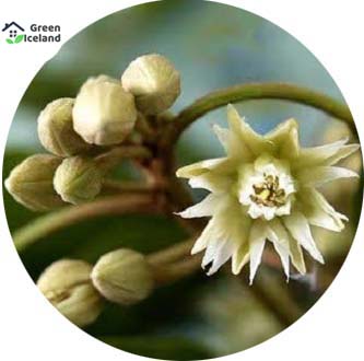Natural bark/bud flower seeds (bakul flower seeds) - 10 pce seeds. 