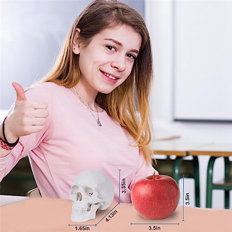 Mini Human Skull Model, 3 Parts Anatomical Skull Model with Removable Skull Cap and Articulated Mandible Durable White. 