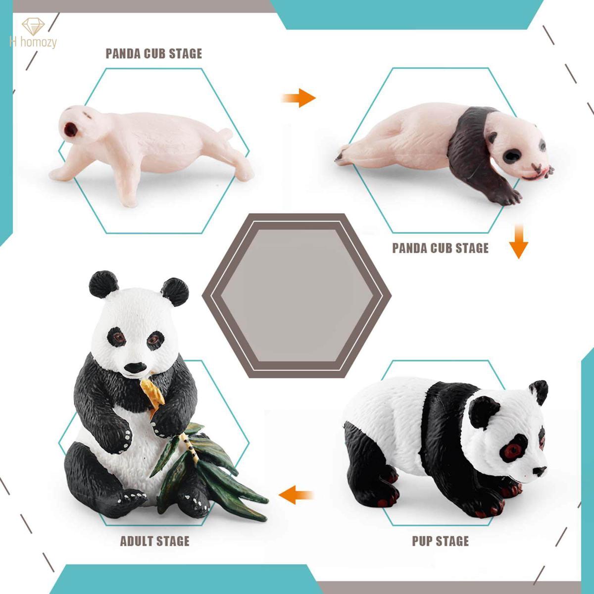 panda Model 4 Stages of Panda Playset Science Educational Toys Animal Growth Cycle Models