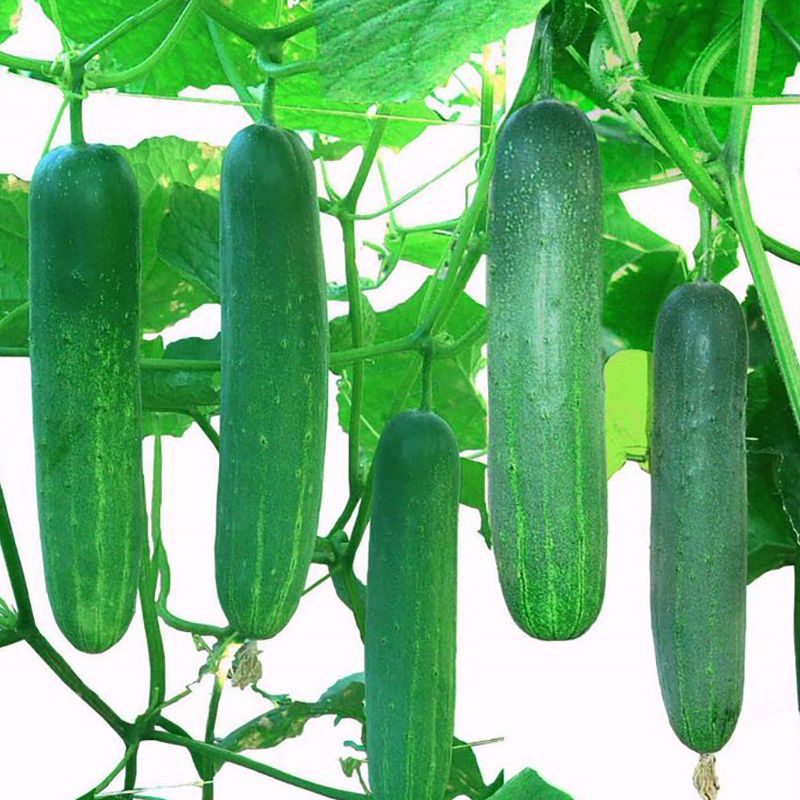 Cucumber Seeds - 10 pcs