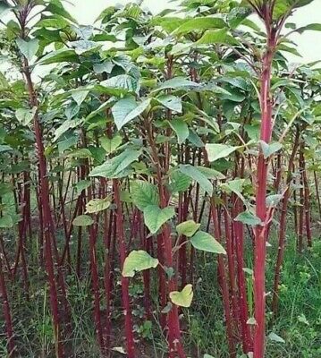 Data Shak Seeds - 10 gm. 