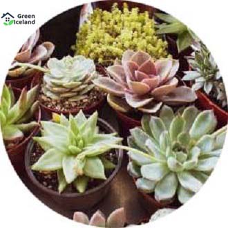 Lithops Flores Succulent Seed - 15 Pcs Seeds (Global Seeds)