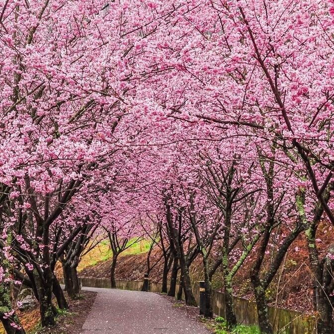Sakura tree seeds- 30 pcs Seeds. 