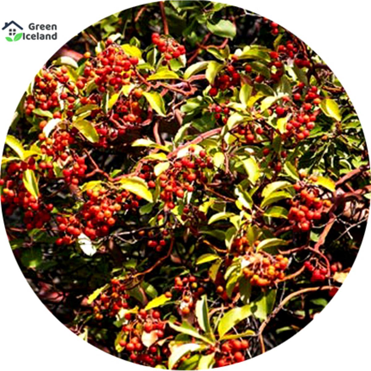 5 Piece Seeds of Blood Chandan Trees of All Season (Blood Chandly Seeds)