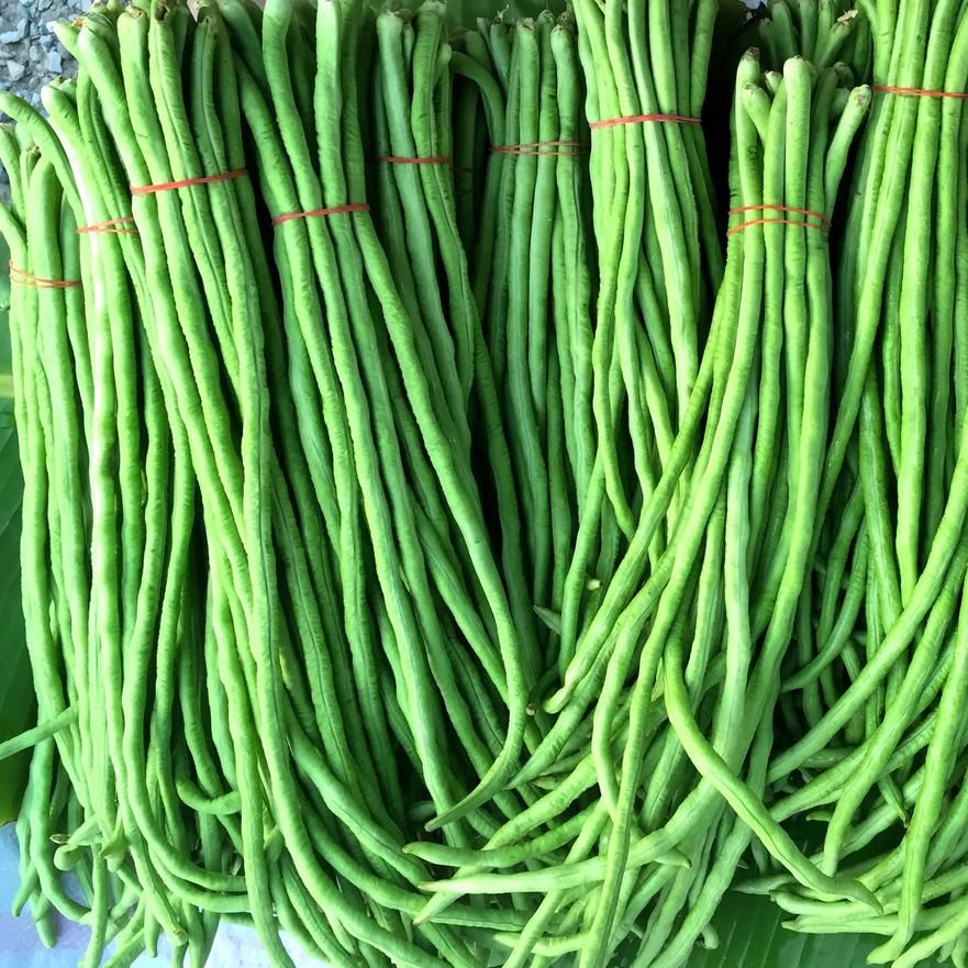 Progressive - Hybrid Yardlong bean (Borboti) seeds 1 intake packet (05 gram) - Tools, DIY & Outdoor - Modern and Trendy- Vibes. 