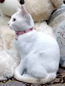 cat neck belt online