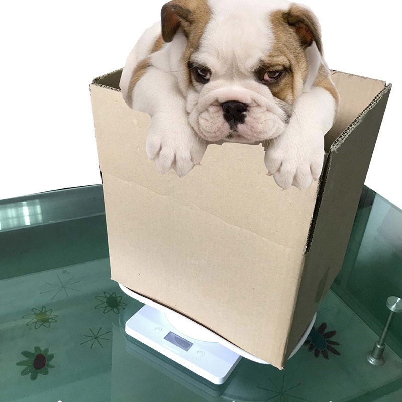 Digital Scale Pet Electronic Weighing Scale Mini Precision Grams Weight Balance Scale for Measure Puppy High Precision. 