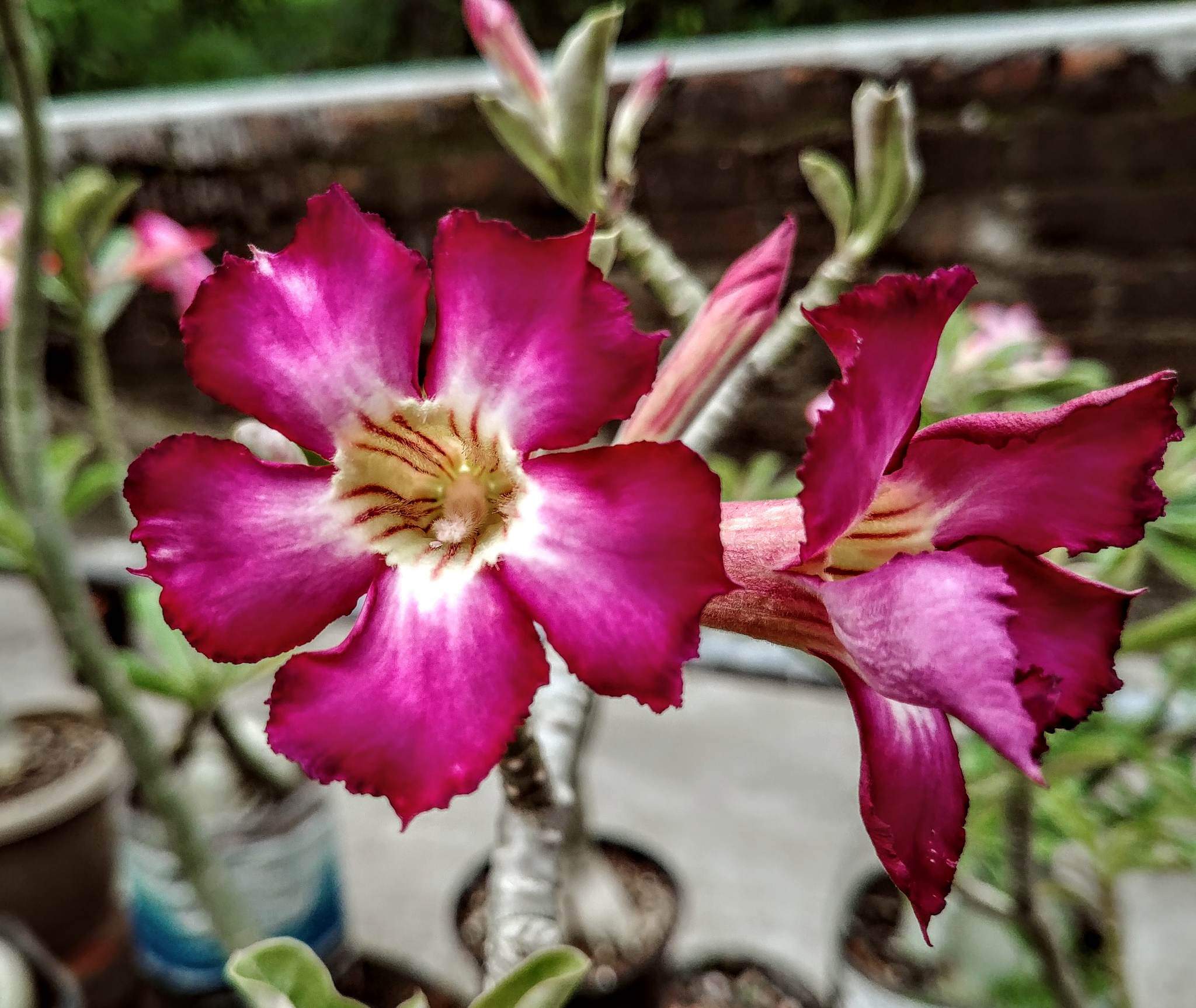 Adenium Seeds 4 Pis (Magenta Color) Color Fixed. 