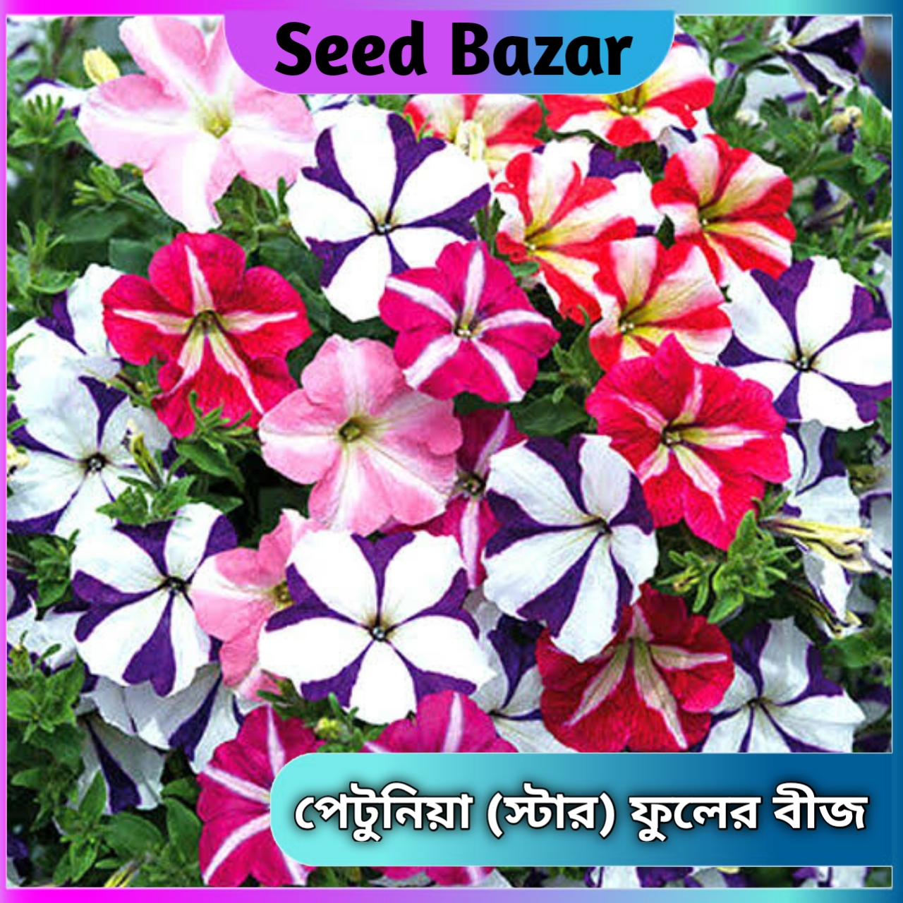 Star petunia flower Hybrid seeds 30 pice + gift