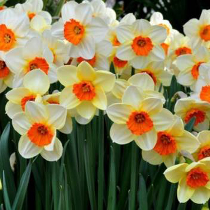 Daffodil Flower Seeds 20 Pcs