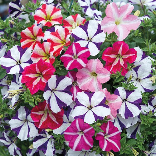 Hanging Petunia Seeds Melissa Flower - 30pcs