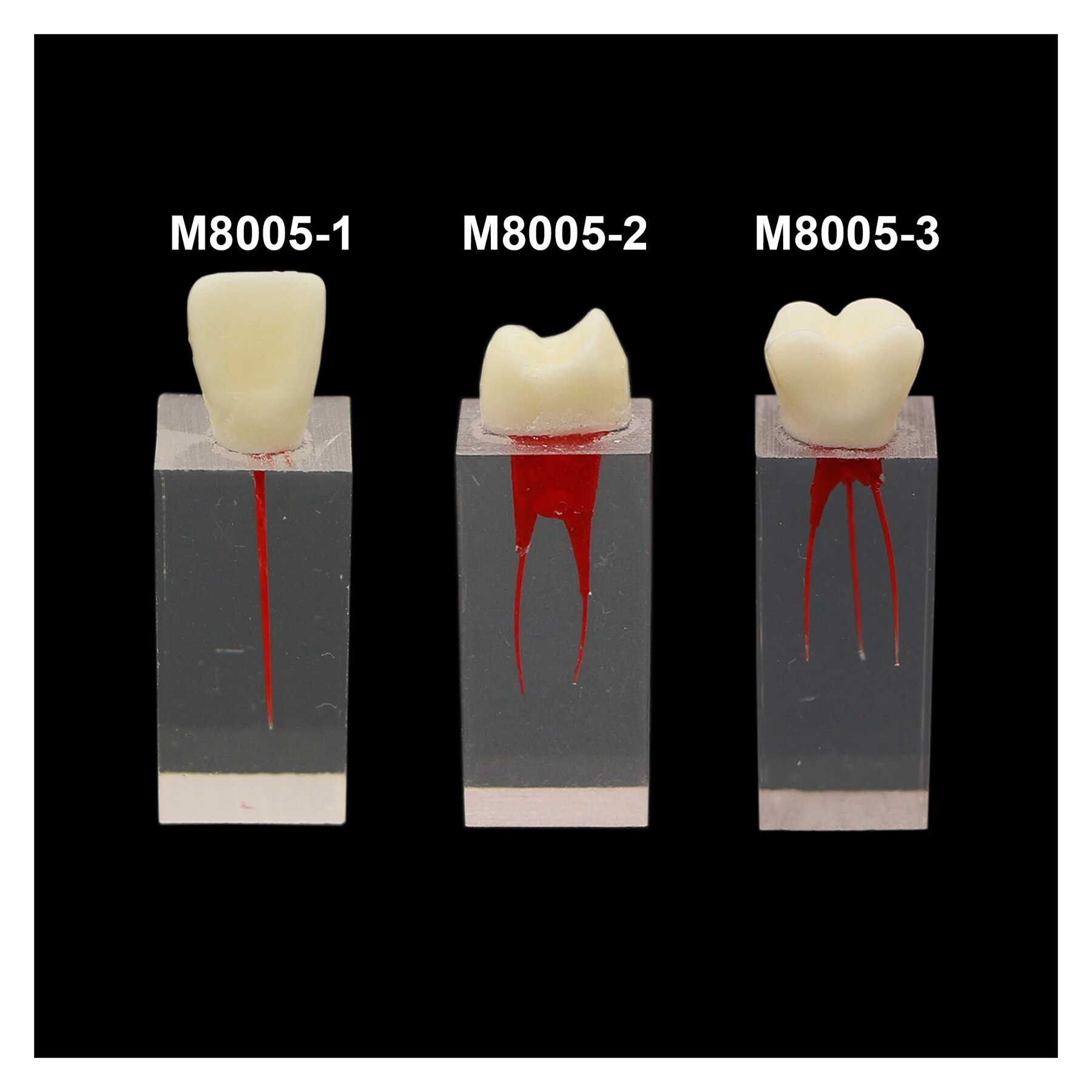 Dental Endodontic Practice Root Canal Pulp Cavity RCT Teeth Model Training Block Study Demo Of Files Operation. 