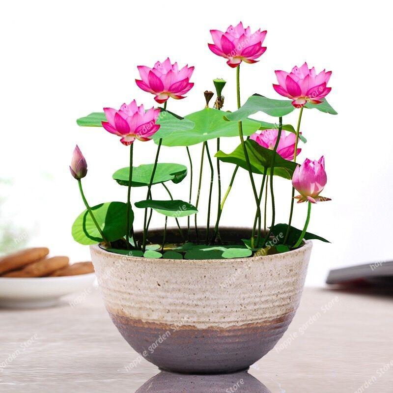 Lotus Bowl Glass Lotus Flower Bowl Lotus Bowls For