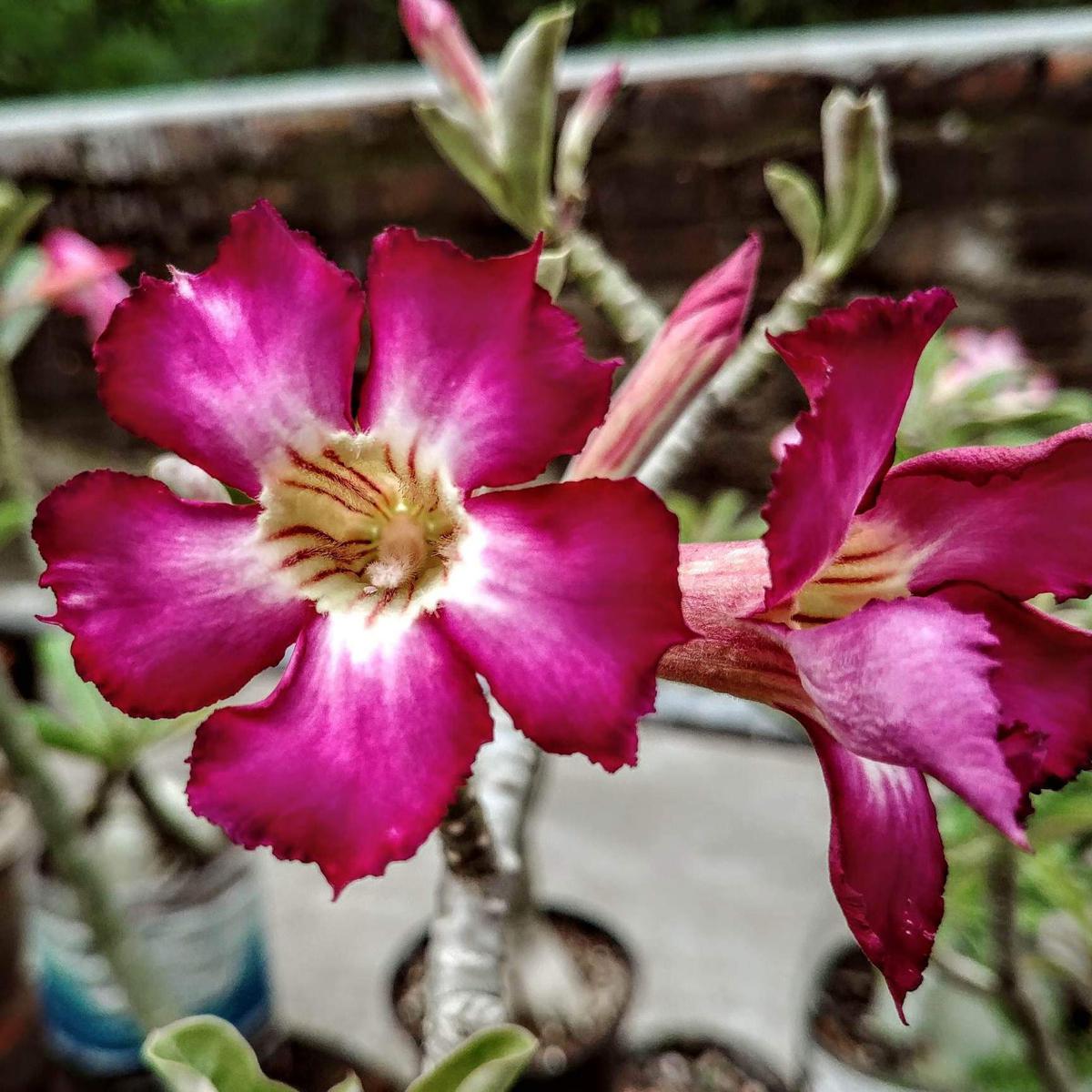 Adenium Seeds 4 Pis (Magenta Color) Color Fixed