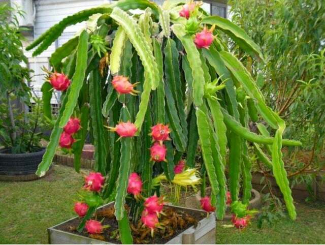 20 Pcs All Season Dragon Pitaya Fruit Seeds - 20 Pcs SeedS