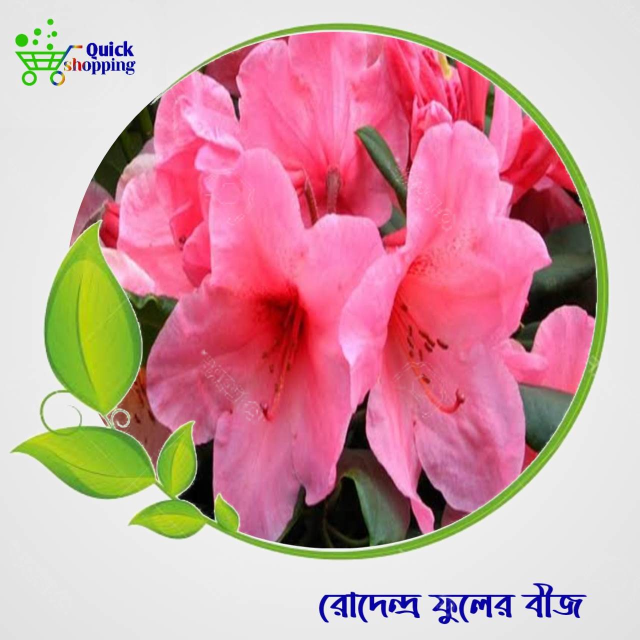 All Season Rodendra Flowers Seeds 20 Pices
