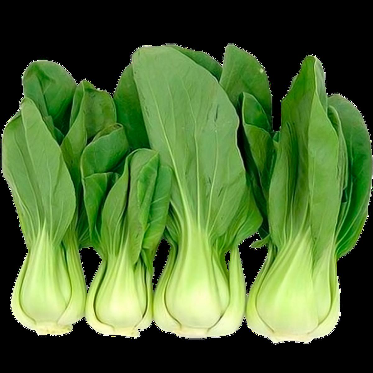Bok Choy Seeds 100+pcs Re-Pack. 