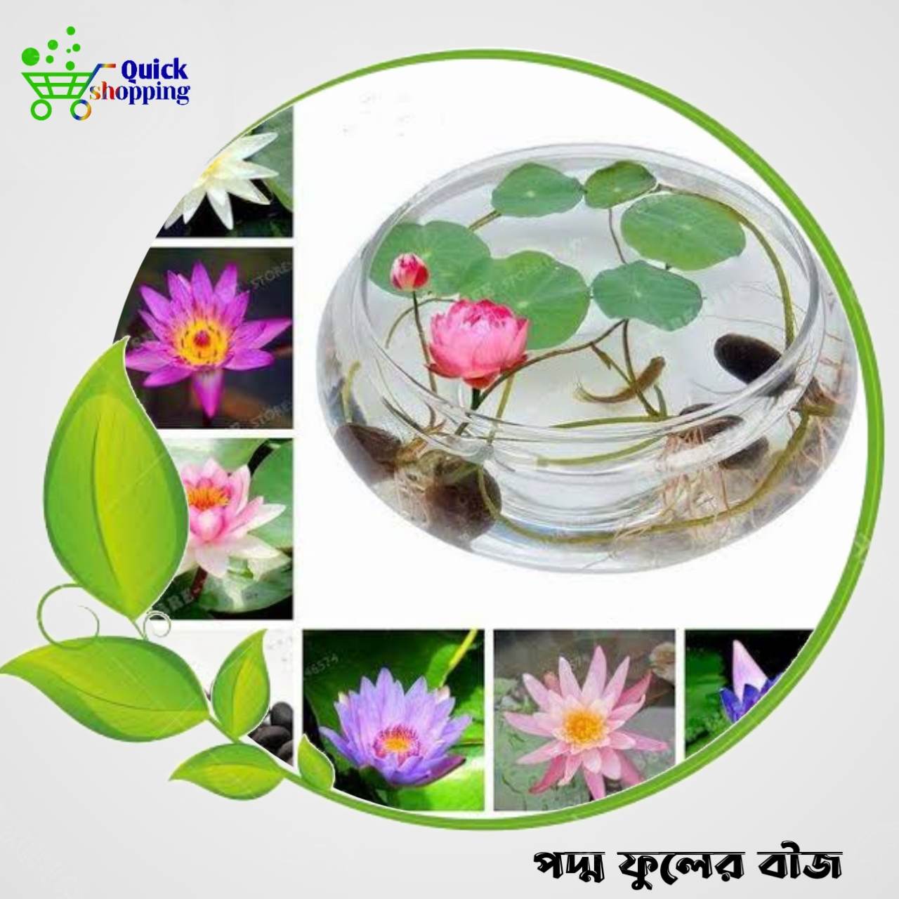 All Season Lotus Flowers Seeds 3 Pices + Gift