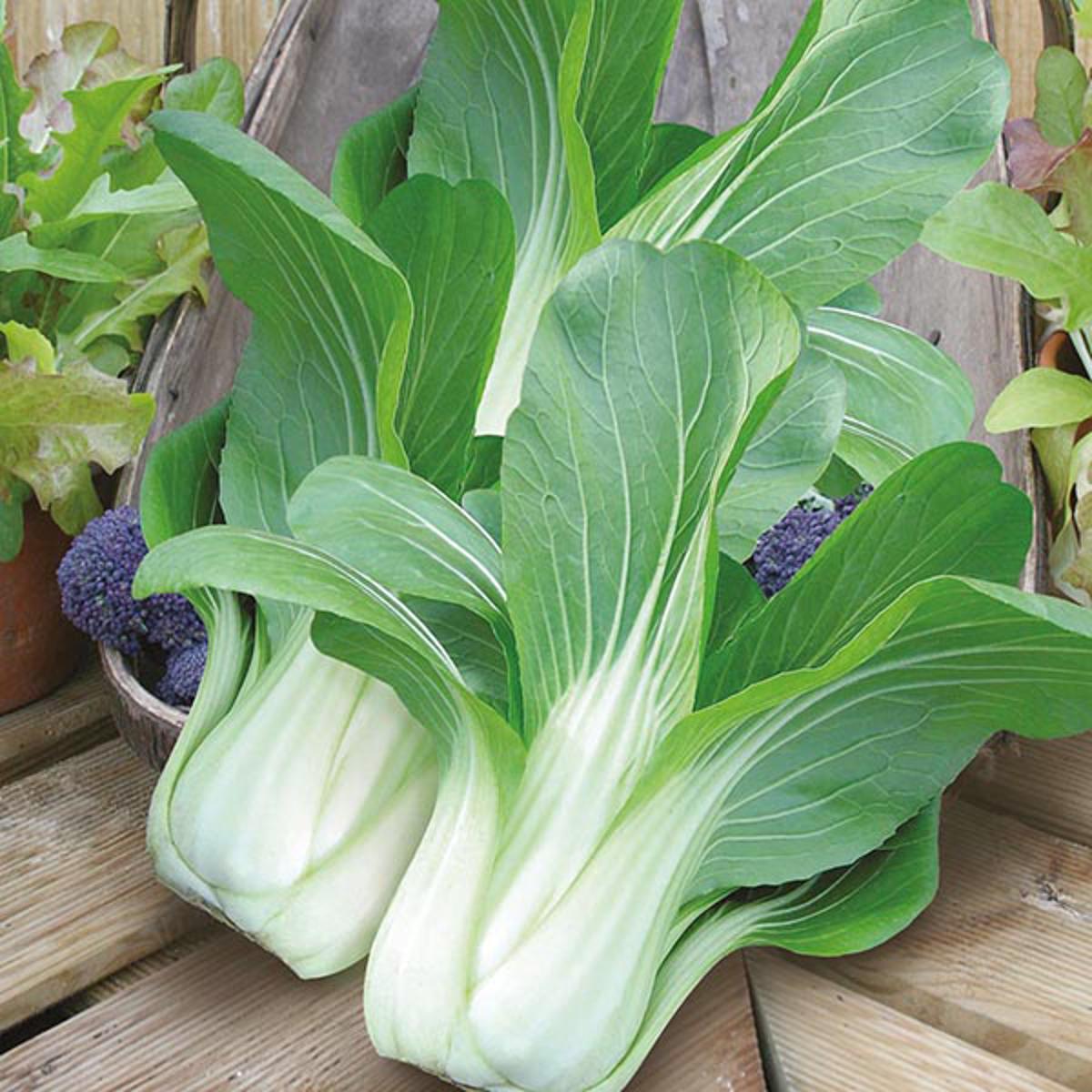 Bok Choy/ Bati Sak Seed - 2 gm (100+ Seed)