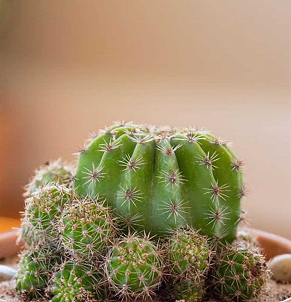 Lemon Ball Cactus With Tob. 